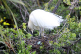 Great Egret    (Ardea akba )