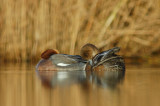 SMIENT  wigeon