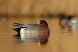 SMIENT  wigeon