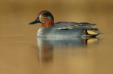 WINTERTALING  teal