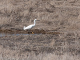 Snowy Egret 0008