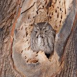 Eastern Screech-Owl (gray morph) - Rye NH - January 9, 2010