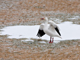 20100216_Nashua-NH_0012