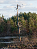 20100412_Nashua-NH_0149