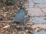 Gray Catbird - Heron Pond - May 9, 2008