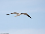 Laughing Gull