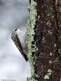 Brown Creeper - Heron Pond - March 8, 2008
