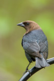 Male Brown-headed Cowbird
