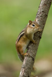 Eastern Chipmunk posing for me