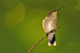 Hummingbird