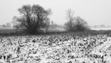 Snowy Fields