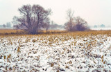 Stormy Field