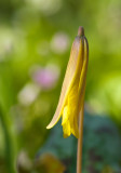Trout Lily