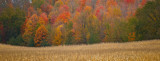 Fall Trees Pano