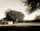 The White Shed