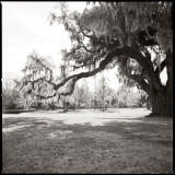 Drayton Hall 6