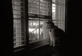 Allie.  Our Manx.