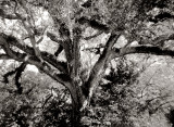 Shadow Story #4