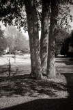 Shadow Story #5