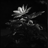 Fatsia Japonica
