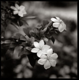 Gardenia 1