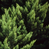 Cypress Pine Detail