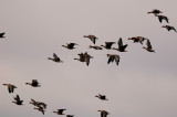Katy Prairie 12-13-08 0063