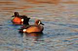 Brazos Bend SP  01-16-09 0157