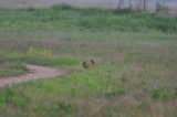 Attwater NWR 4-11-10 0018.JPG