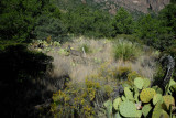 Big Bend NP Oct. 2007 00123.jpg