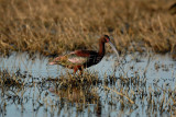 Brazoria NWR 4-15-08 0072