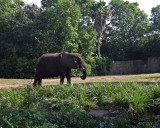 elephant 1240.jpg