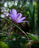 purple flower 1576.jpg