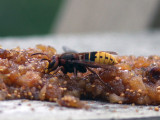 Blgeting - European hornet (Vespa crabro)