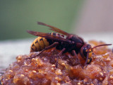 Bålgeting - European hornet (Vespa crabro)