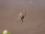 Bandsilkesspindel - Banded Golden Orb Weaver (Nephila senegalensis)