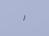 Kapverdepetrell - Fea´s Petrel (Pterodroma feae)