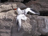 Rdnbbad tropikfgel - Red-billed Tropicbird (Phaeton aethereus)