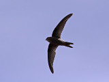 Kapverdeseglare - Cape Verde Swift (Apus alexandri)