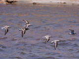 Mixed flock of waders