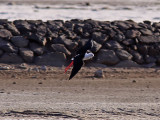 Styltlöpare - Black-winged Stilt (Himantopus himantopus)