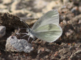 ngsvitvinge - Rals Wood White (Leptidea reali)