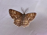 Allmän ängsmätare - Common Heath (Ematurga atomaria)