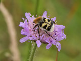 Humlebagge - Bee Beetle (Trichius fasciatus)