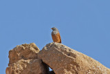 Hussparv - House Bunting (Emberiza sahari)