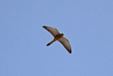Rdfalk - Lesser Kestrel (Falco naumanni)
