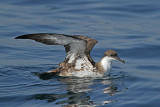 Strre lira - Great Shearwater (Puffinus gravis)