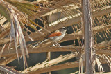 Svartkronad tchagra - Black-crowned Tchagra (Tchagra senegalus)