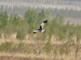 Brokig krrhk - Eastern Marsh Harrier (Circus spilonotus)