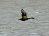 Flcknbbad and - Spot-billed Duck (Anas poecilorhyncha)